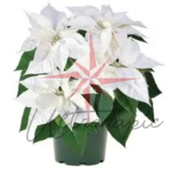 White Poinsettia in Utah